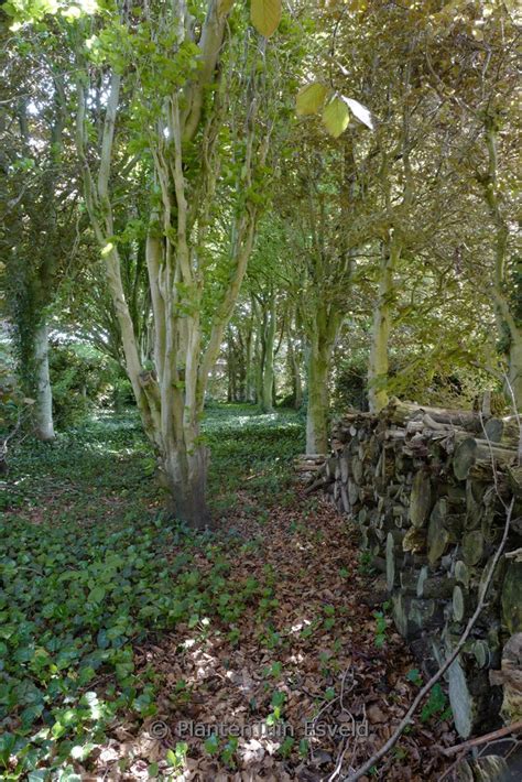 Fagus Sylvatica Dawyck Gold Plantentuin Esveld