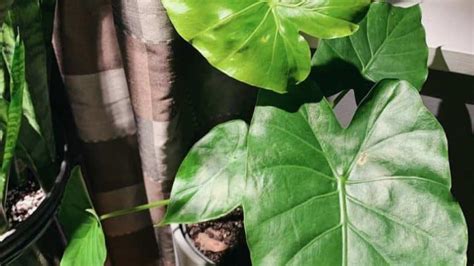 Alocasia Odora Best Growing Tips Plantophiles