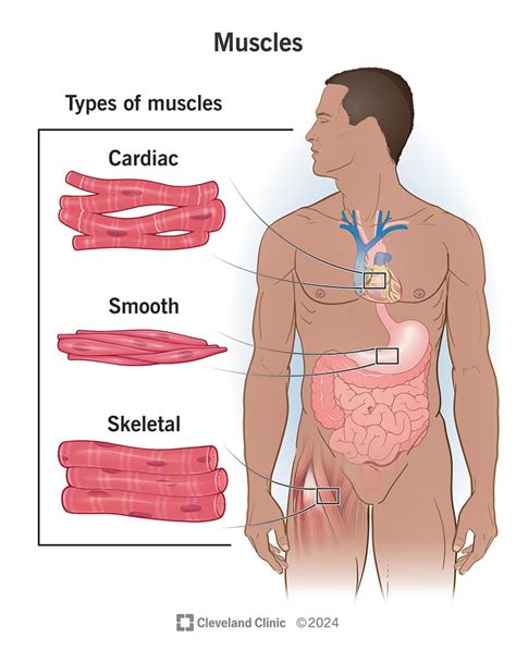 Skeletal Muscles Diagram For Kids