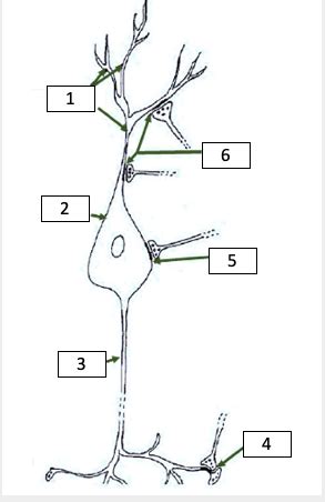 Diagramme De Les Synapses Quizlet