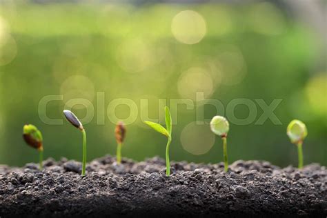 Young plant | Stock image | Colourbox