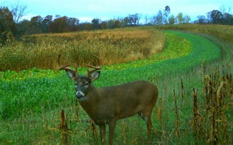 Effecient Whitetail Habitat Improvements Or Bust | Whitetail Habitat ...