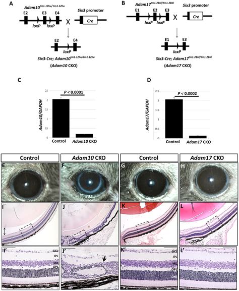 Conditional Ablation Of Adam10 And Adam17 In The Retina A Mice