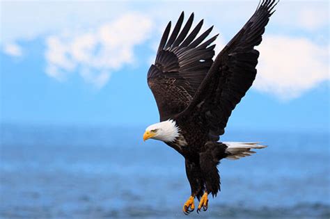 ABC Comment on FWS' Final Eagle Rule Programmatic Environmental Impact