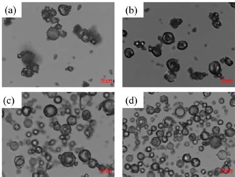 Light microscope images of the spray-dried particles prepared using the ...