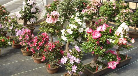 Azalea bonsai blossom