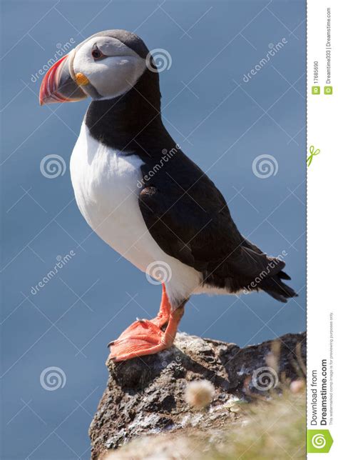 Puffin Stock Photo Image Of Bird Fratercula Seabird 17685690