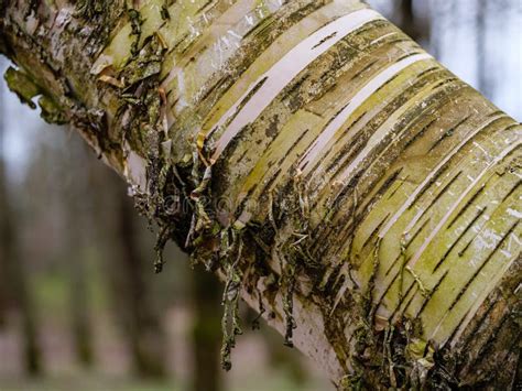 Trunk Of A Birch Close Up Peeling And Hanging Tree Bark Stock Image