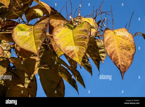 Japanese Knotweed Autumn Leaves Fallopia Japonica Reynoutria Japonica