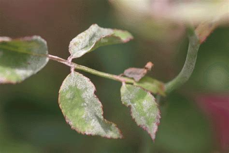 O Dio Del Rosal Podosphaera Pannosa Herbario Virtual Fitopatolog A