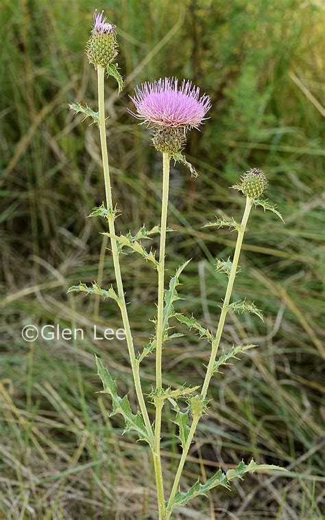 Cirsium Flodmanii Photos Saskatchewan Wildflowers