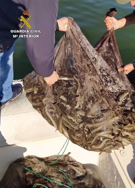 Pesca La Guardia Civil Investiga A Cuatro Pescadores Por La Captura