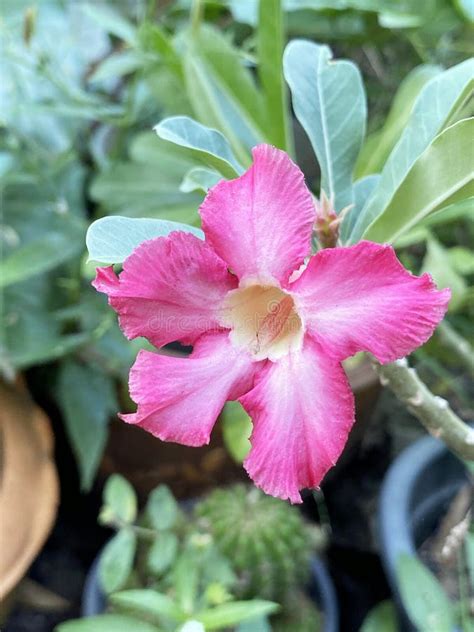 Impala Lily Flower in Nature Garden Stock Image - Image of colorful ...