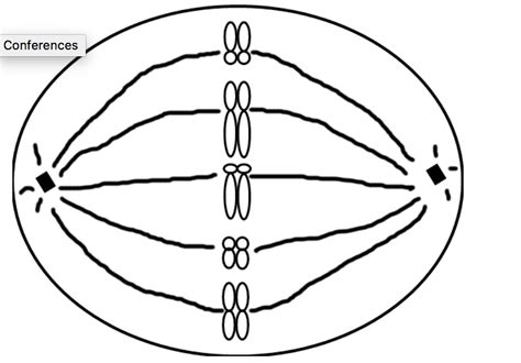 Solved Draw a metaphase I of meiosis of THIS cell. What | Chegg.com