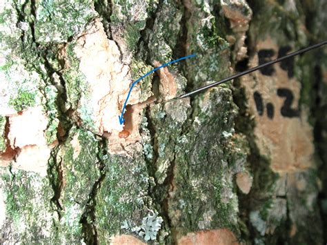 Emerald Ash Borer | Center for Invasive Species Research