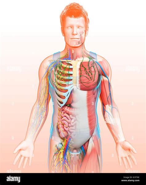 Menschliche Innere Anatomie Fotos Und Bildmaterial In Hoher Aufl Sung