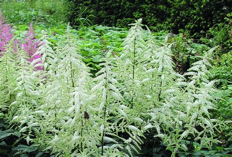 Astilbe Astilbe Japonica Deutschland Sveriges Tr Dg Rdsm Stare