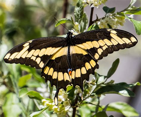 Giant Swallowtail Butterfly