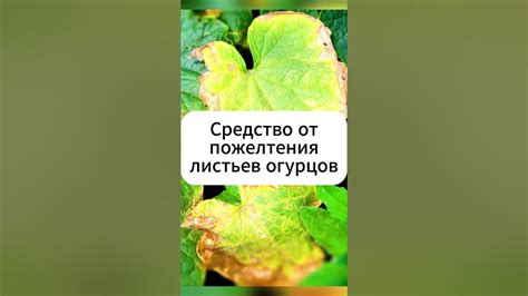 Средство от пожелтения листьев огурцов ! #дача #огород #огурцы #теплица ...
