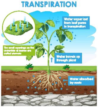 Stages Of Transpiration In Plants A Diagram Depicting The Process Of Plant Transpiration Vector ...