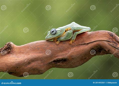 Green Tree Flying Frog On Tree Branch Rhacophorus Reinwardtii Royalty