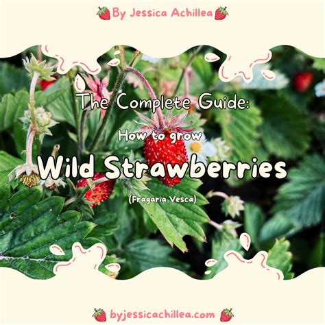 The Complete Guide How To Grow 🍓 Wild Strawberries 🍓 R Garden