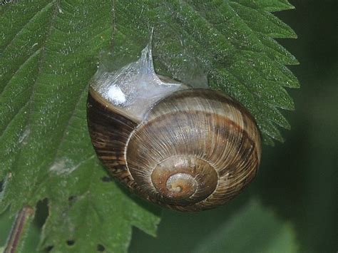 Gefleckte Schnirkelschnecke Im Schellbruch L Beck Ngidn Flickr