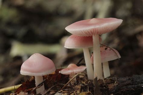 Mycena Pura The Ultimate Mushroom Guide