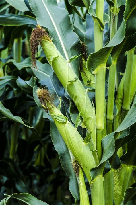 Closeup Corn On The Stalk Stock Photo Image Of Closeup 99358778