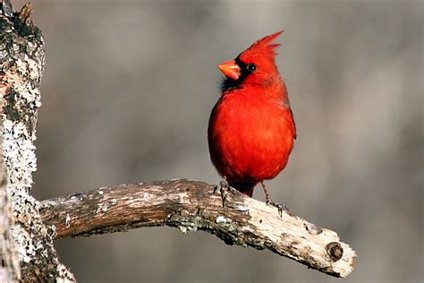 Sheila S World Of Wildlife Backyard Bird Photography