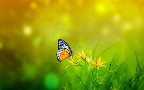 Butterfly Wallpaper 4k Spring Bokeh Green Background