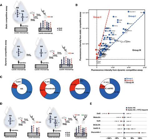 Imaging Of Escherichia Coli K5 And Glycosaminoglycan Precursors Via