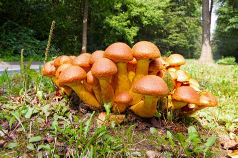 All About the Nameko Mushroom - Minneopa Orchards