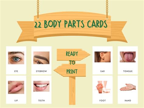 22 Body Part Flash Cards Montessori Educational Printables Etsy Australia