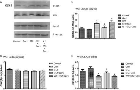 Western Blot Assay Of Gsk3β At Different Phosphorylation Sites In