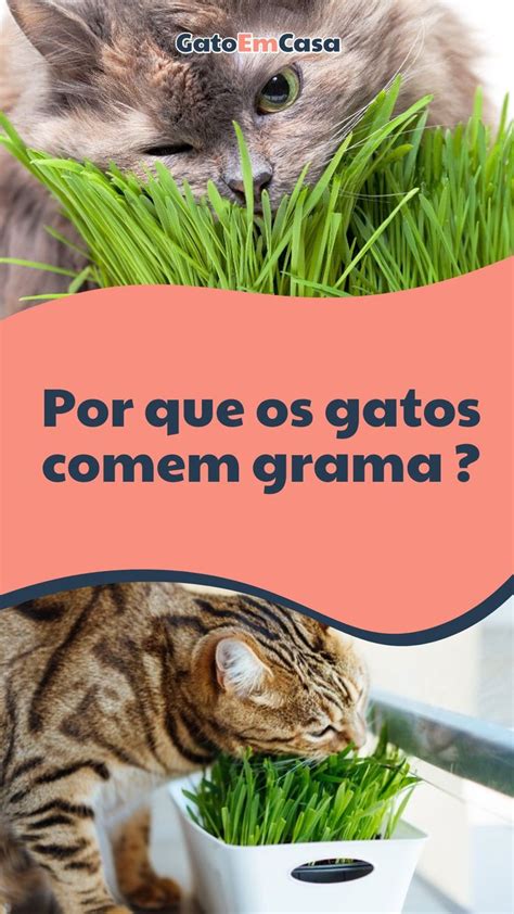 Entenda Por Que Os Gatos Comem Grama Em 2024 Grama Para Gatos Gatos