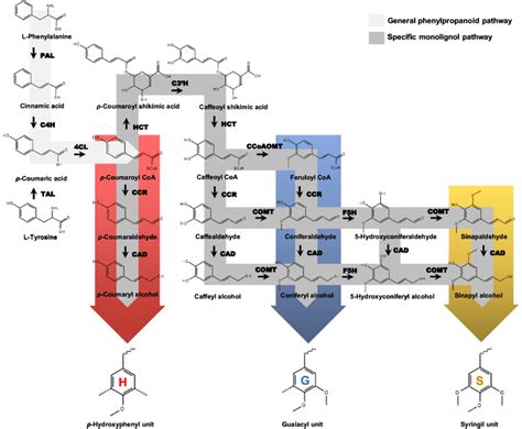 General phenylpropanoid and monolignol-specific biosynthetic pathway in ...