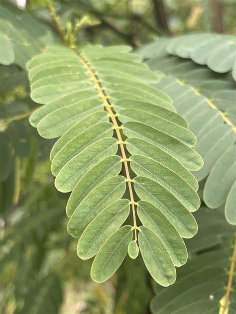 Пин от пользователя Elvira Perjovscaia на доске Shape of leaves