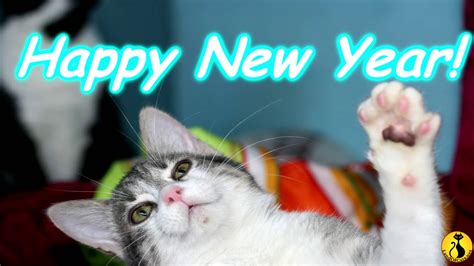 New Years Cat Wallpapers Top Free New Years Cat Backgrounds