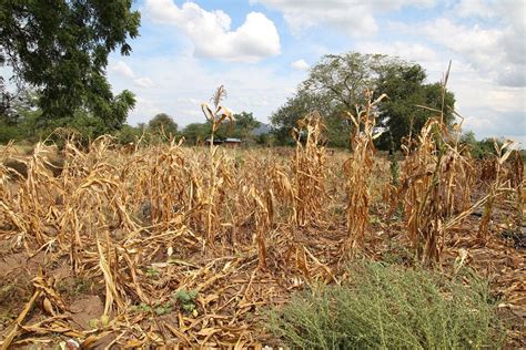 Preparar A Los Agricultores Es Clave Para Afrontar La Sequía