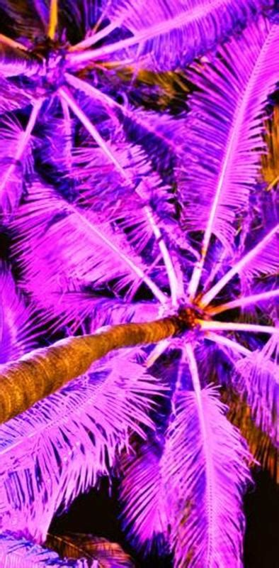 Download Free 100 Neon Palm Tree Wallpapers