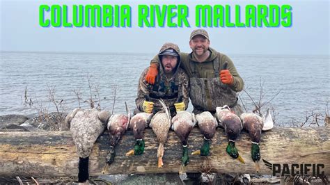 Late Season Mallards Columbia River Duck Hunt Youtube