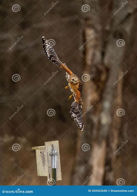 Vertical Shot Of A Beautiful Hawk Flying High In The Sky In The Forest