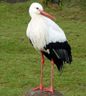 Stork Animal Totem Symbolism & Meanings | SunSigns.Org