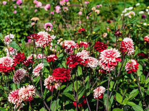 Dahlia vs. Peony: Which Flower is Right for Your Garden?