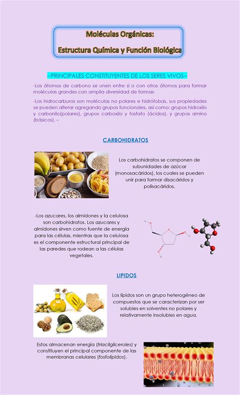 Infografía de Macromoléculas Biológicas PRINCIPALES CONSTITUYENTES DE