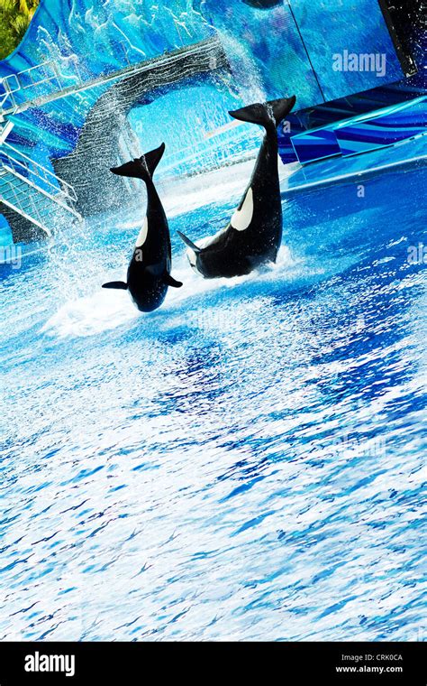 Seaworld orlando shamu hi-res stock photography and images - Alamy