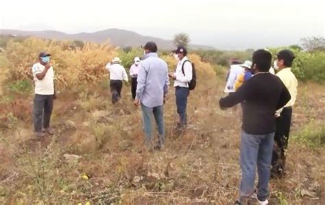 Las Lomas productores pierden al menos 200 hectáreas de limón Diario