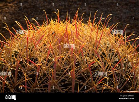 California barrel cactus (Ferocactus cylindraceus), Mojave Wilderness ...