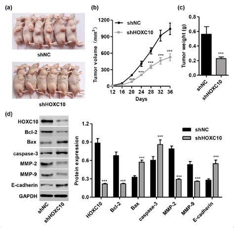 Knockdown Of Hoxc In Osteosarcoma Cells Reduced Tumor Growth In Vivo